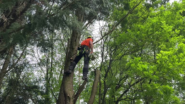 Best Tree Trimming and Pruning  in Mount Hermon, VA